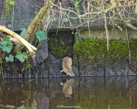 Bruine rat heeft dorst.
