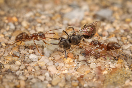 Twee mieren vechten om dode Bij