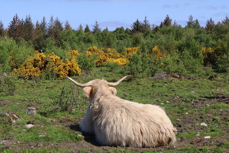summerwildlife
