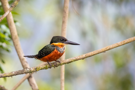 Groen-bruine ijsvogel