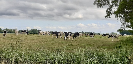Melkvee