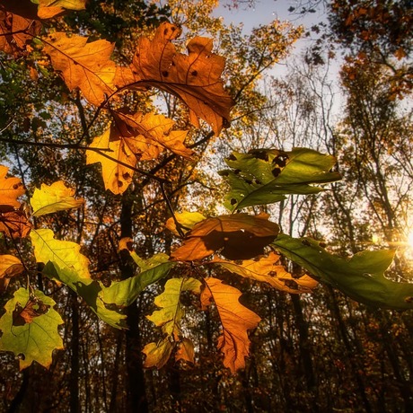 Herfst