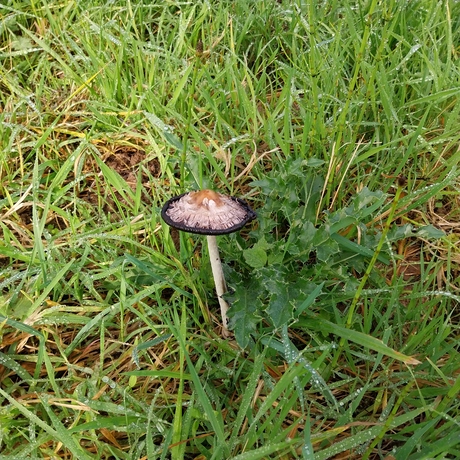 Paddenstoelen 