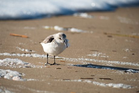 De drieteenstrandloper