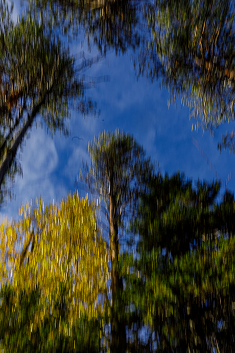 Hoge bomen vangen veel wind