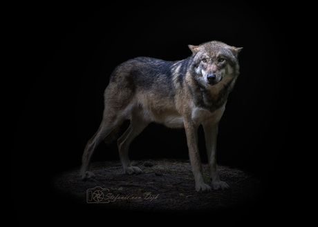 Wolf