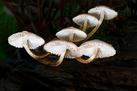 paddenstoel in het bos