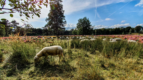 Kudde schapen in de hei