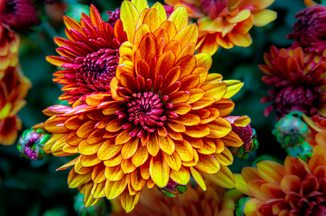 Kleur je dag ... Chrysanten 