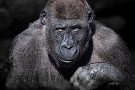 Portret Gorilla Thabo Diergaarde Blijdorp
