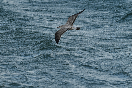 Meeuw zweeft over de zee 
