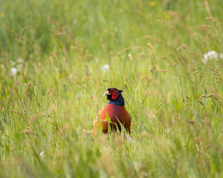 The unfamous pheasant