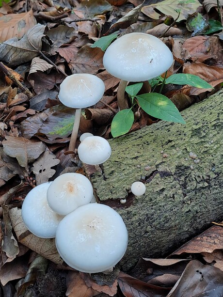 20251013  142617    Mobile  Staalduinse bos  fam Paddo   op stammetje  13 okt 2025 