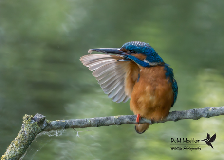 De IJsvogel.