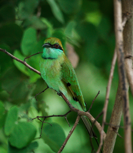 Kleine groene bijeneter - Merops Orientalis