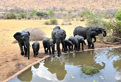 The Elephant Herd