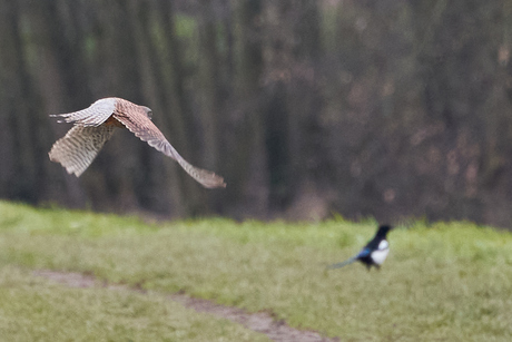 Sperwer en ekster 