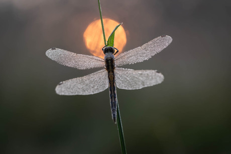 Libel bij zonsopgang