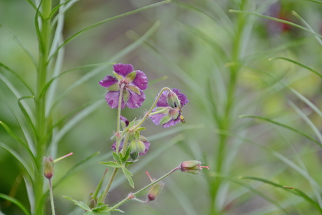 Salvia