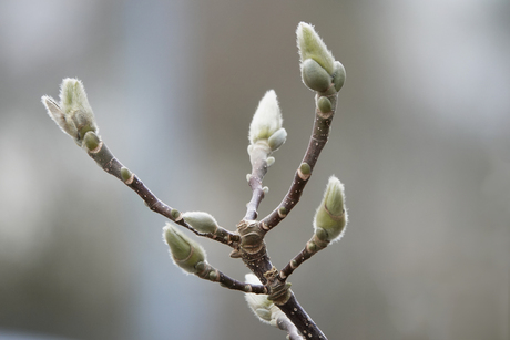 Een klein beetje voorjaar