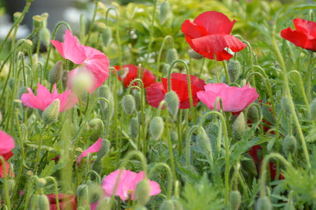 Rode en Roze klaprozen
