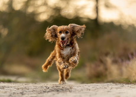 Pip