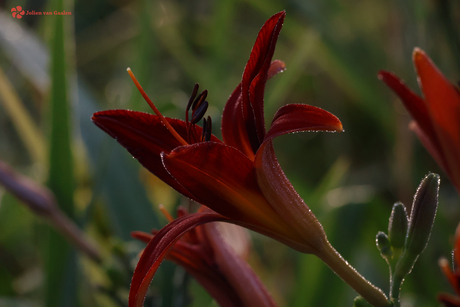 Een lelie in de spotlight