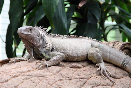Leguaan