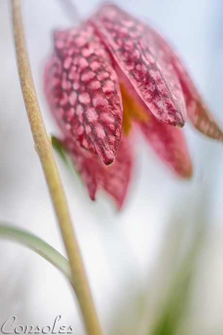 Fritillaria meleagris
