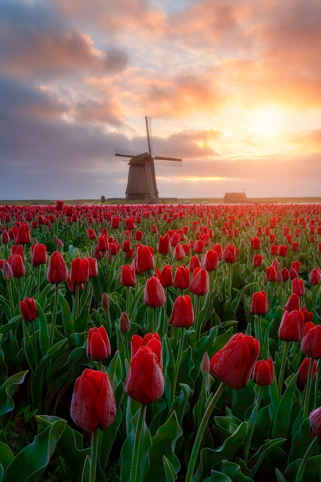 Sunrise at the Tulips