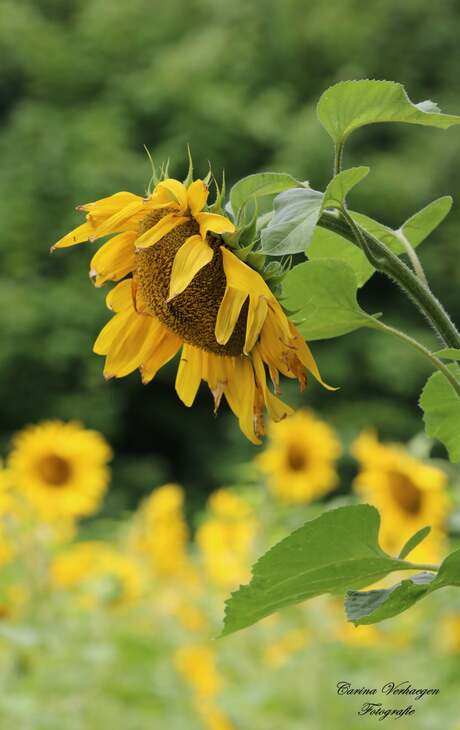 Zonnebloem