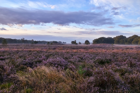 Heide landschap