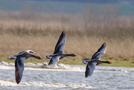 Goose Air Race