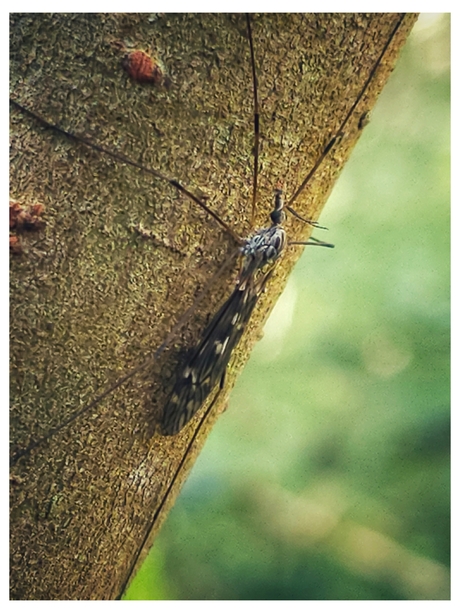 Tipula confusa