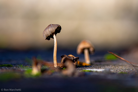 Voor leuke plaatjes hoef je soms niet verder dan de voortuin !