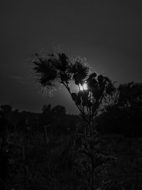 Warme zomeravond herinneringen... 