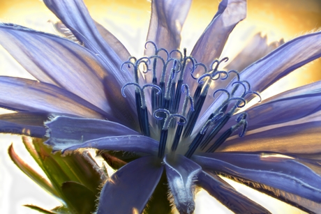 Chicory