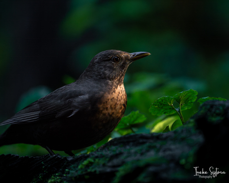 Merel in het zonnetje