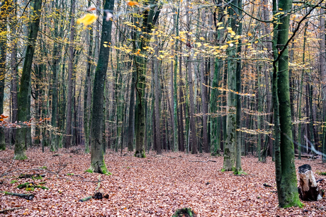 Door de bomen....