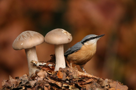 Boomklever met paddenstoelen