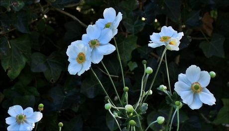 anemoon japonica