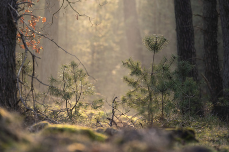 Licht in het bos