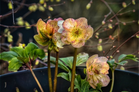 Helleborus 