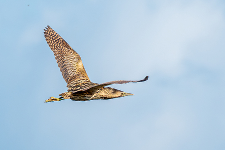 Roerdomp in vlucht