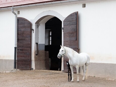 Lipizzaner paarden