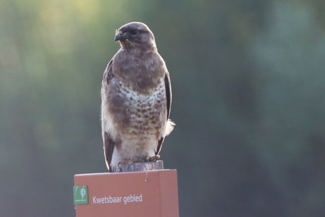 Buizerd