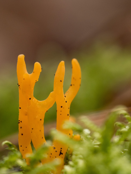 Kleverig koraalzwammetje (Calocera viscosa)