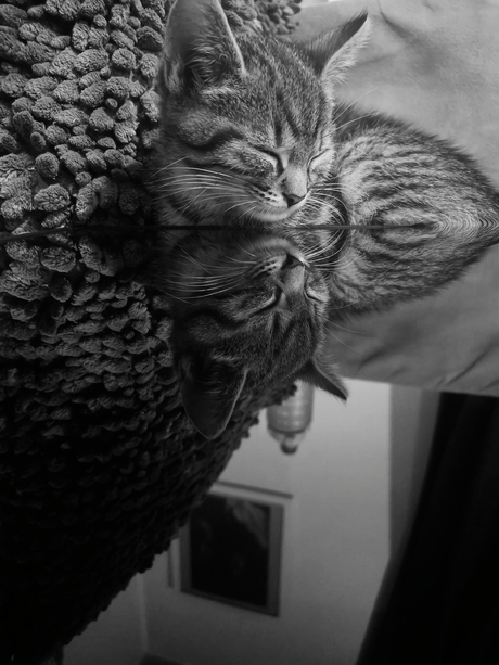 Wanneer de kat in slaap val op een tablet.