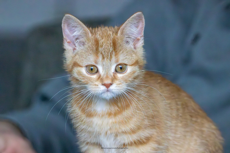 Nala
