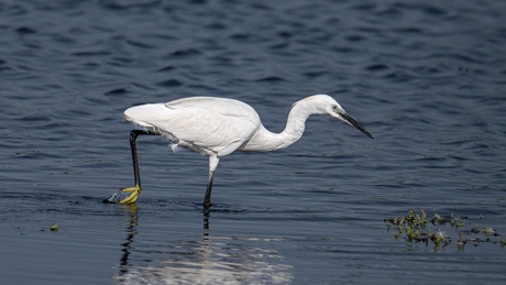 Kleine zilverreiger